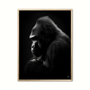 Plakat med Gorilla Plakat 9 30 x 40 cm